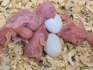 Budgerigars birds Exhibition baby budgies 1-2 weeks of age. - Advert 11