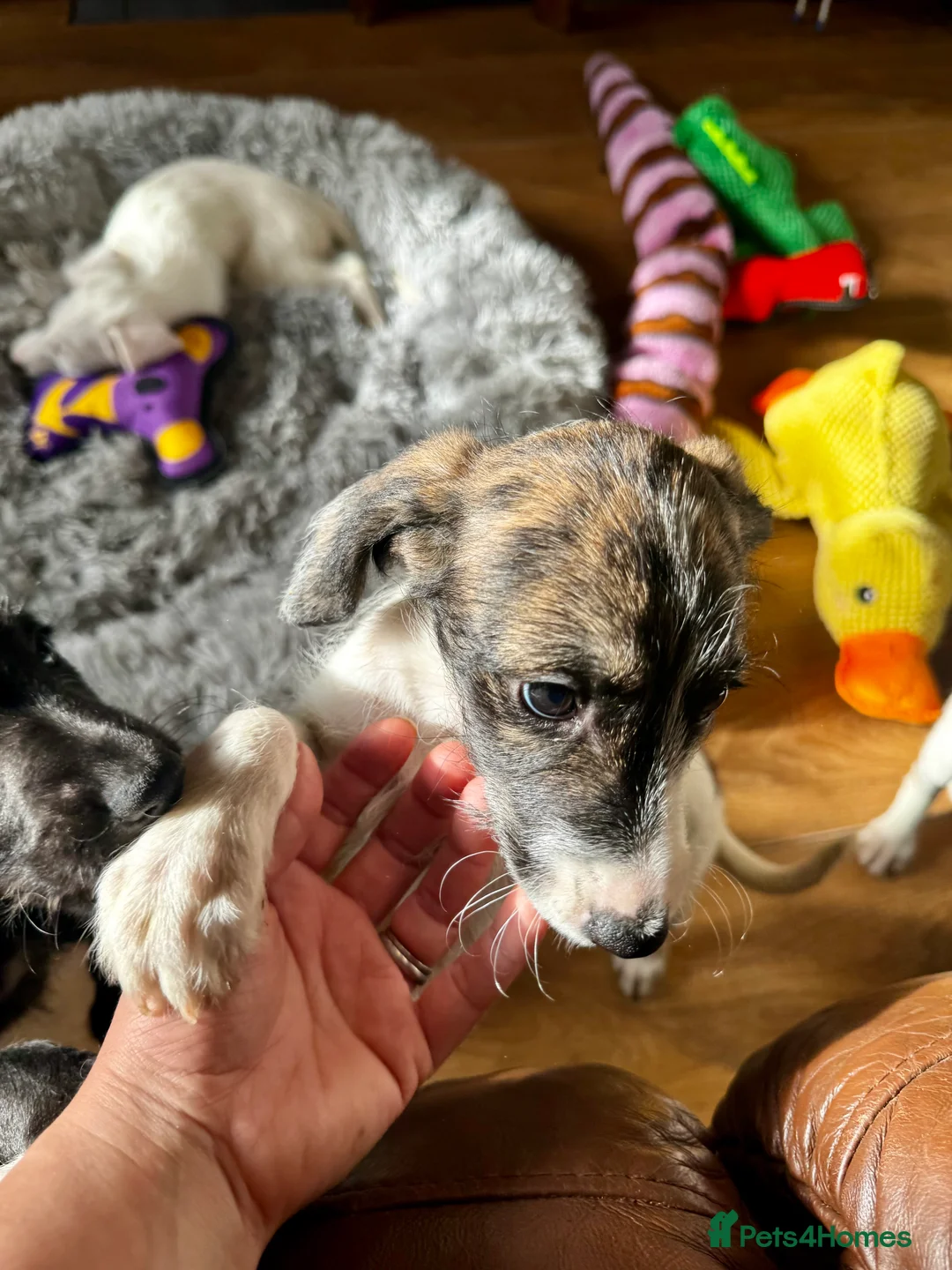 Mixed Breed dogs for sale: Whippet x Poodle READY NOW - Advert 17