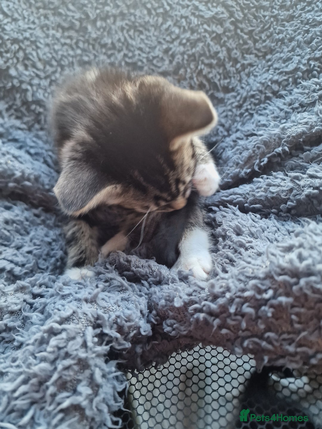 Mixed Breed cats for sale: 2 kittens for sale. A beautiful boy and a girl - Image 8