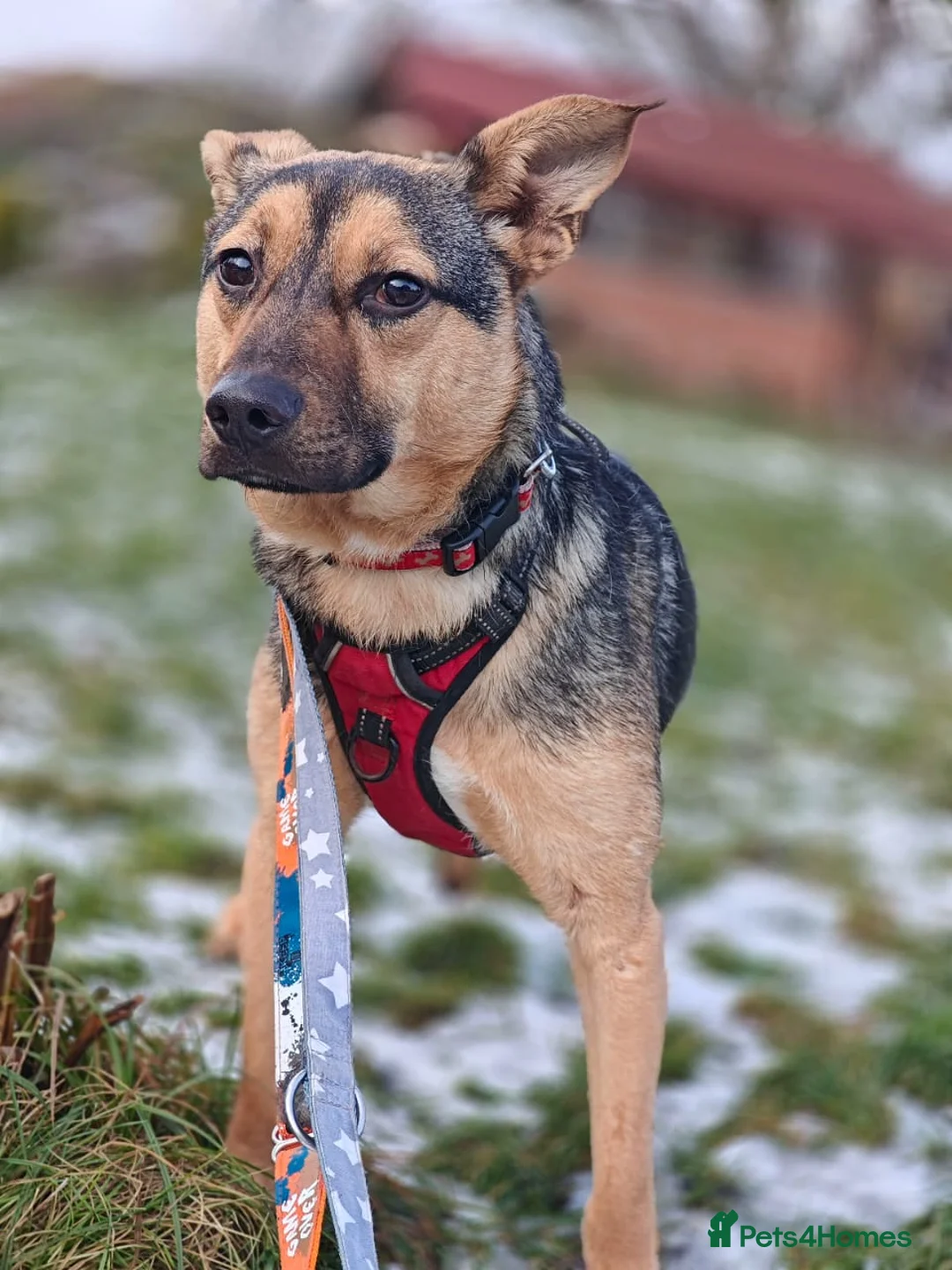 Mixed Breed dogs for adoption: URGENT FOSTER PLEA-💙 Mozart, 1 yo, lower-medium - Advert 13