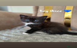 Persian cats for sale: mixed persian & bombay kittens  in Maidstone - Image 27