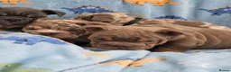 English Bulldog dogs for sale: british bulldog pups ready now  - Advert 1