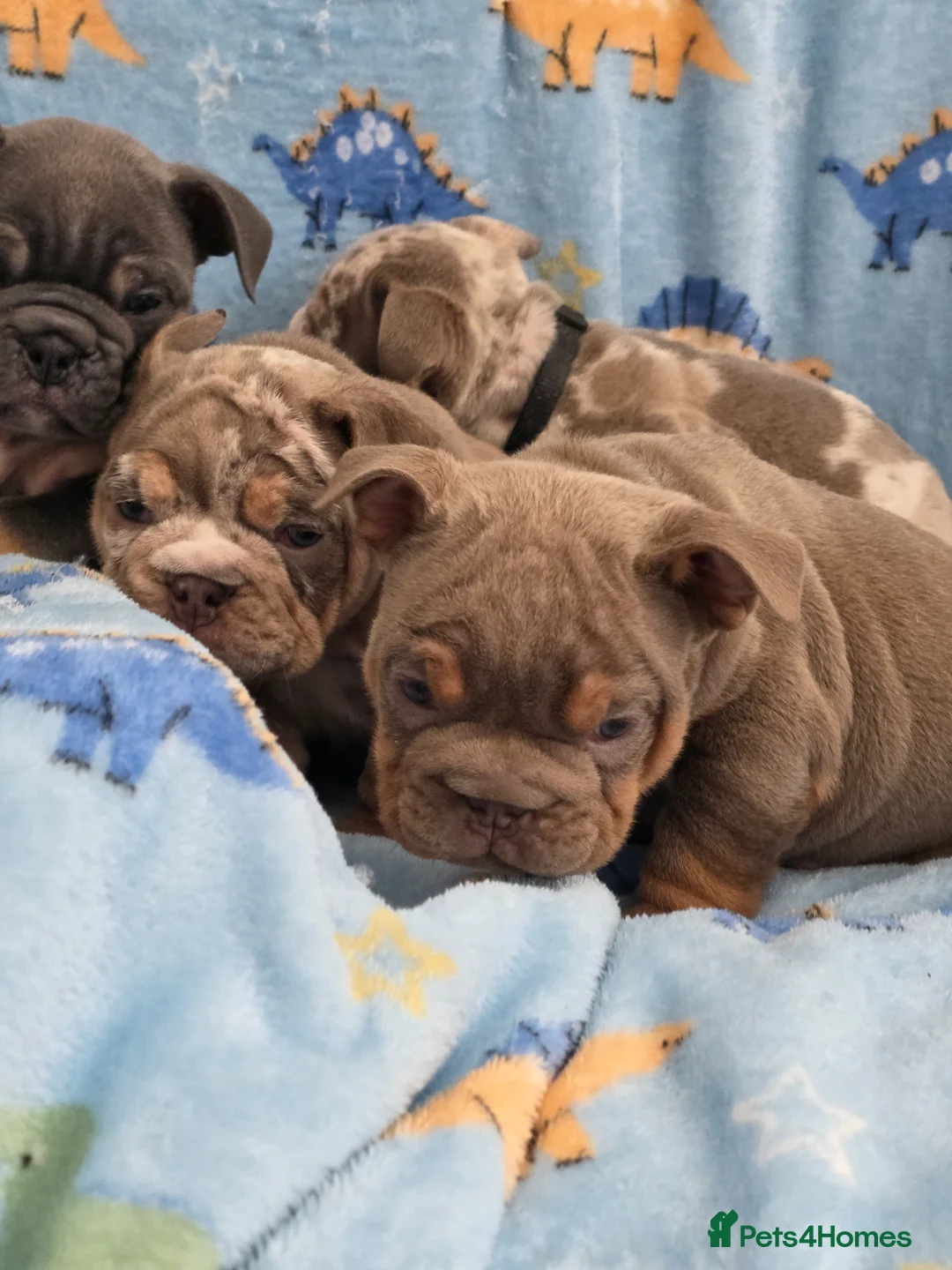 English Bulldog dogs for sale: british bulldog pups ready now  - Advert 1