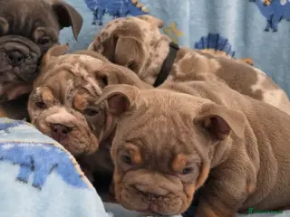 English Bulldog dogs british bulldog pups - Advert 7