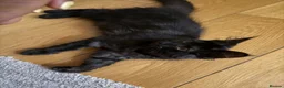 Maine Coon cats for sale: Beautiful Black Smoke Female Kitten - Advert 2