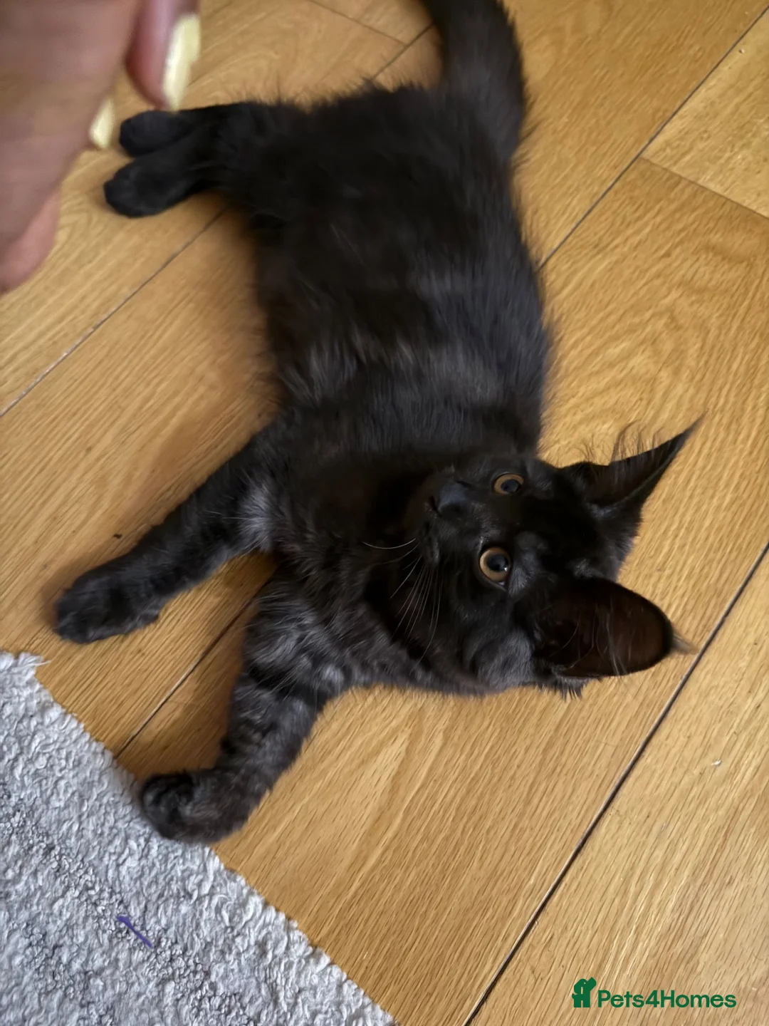 Maine Coon cats for sale: Beautiful Black Smoke Female Kitten - Advert 2