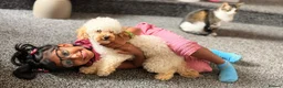 Toy Poodle dogs for sale: Beautiful Male Toy Poodle Available  - Advert 7