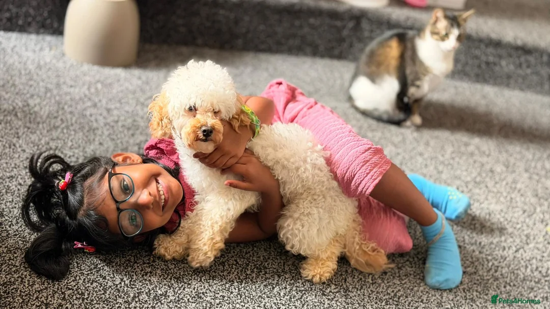 Toy Poodle dogs for sale: Beautiful Male Toy Poodle Available  - Advert 7