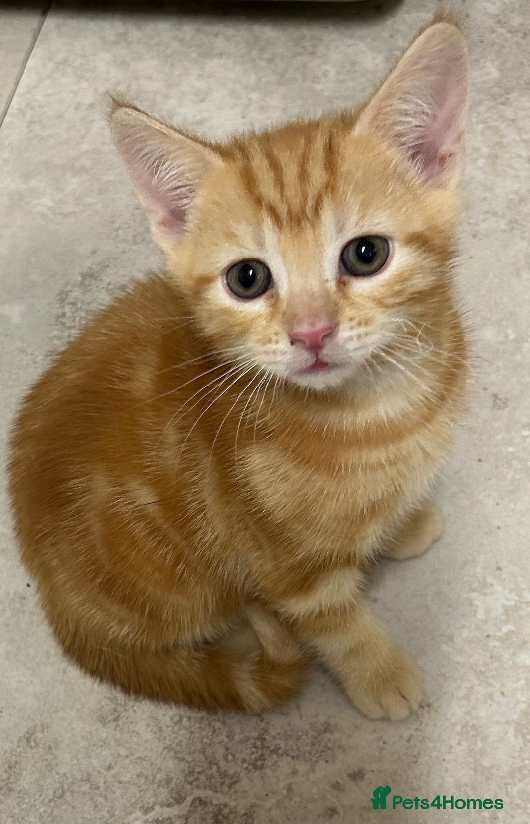 Mixed Breed cats for sale: Stunning litter of kittens - Advert 4