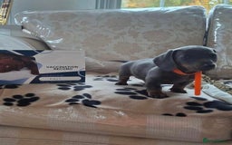 Miniature Dachshund dogs for sale: Miniature dachshund puppies - Image 17