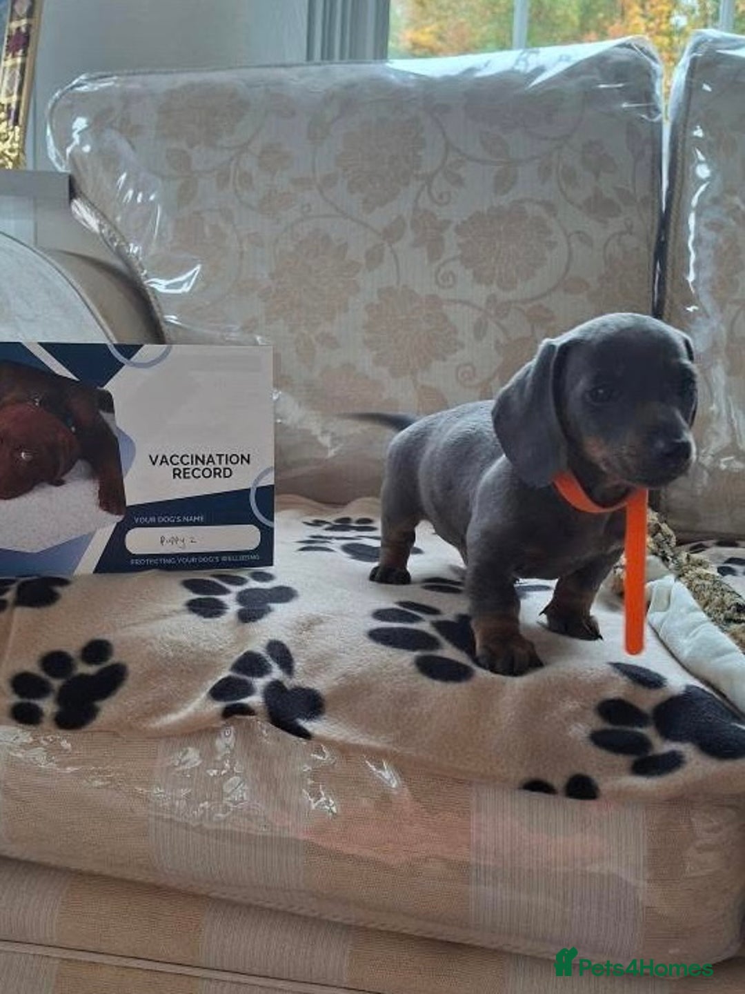 Miniature Dachshund dogs for sale: Miniature dachshund puppies - Image 17