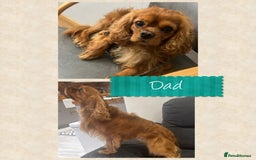 Cavalier King Charles Spaniel dogs for sale: 🧡Beautiful litter of Ruby Cavaliers🧡 - Advert 11