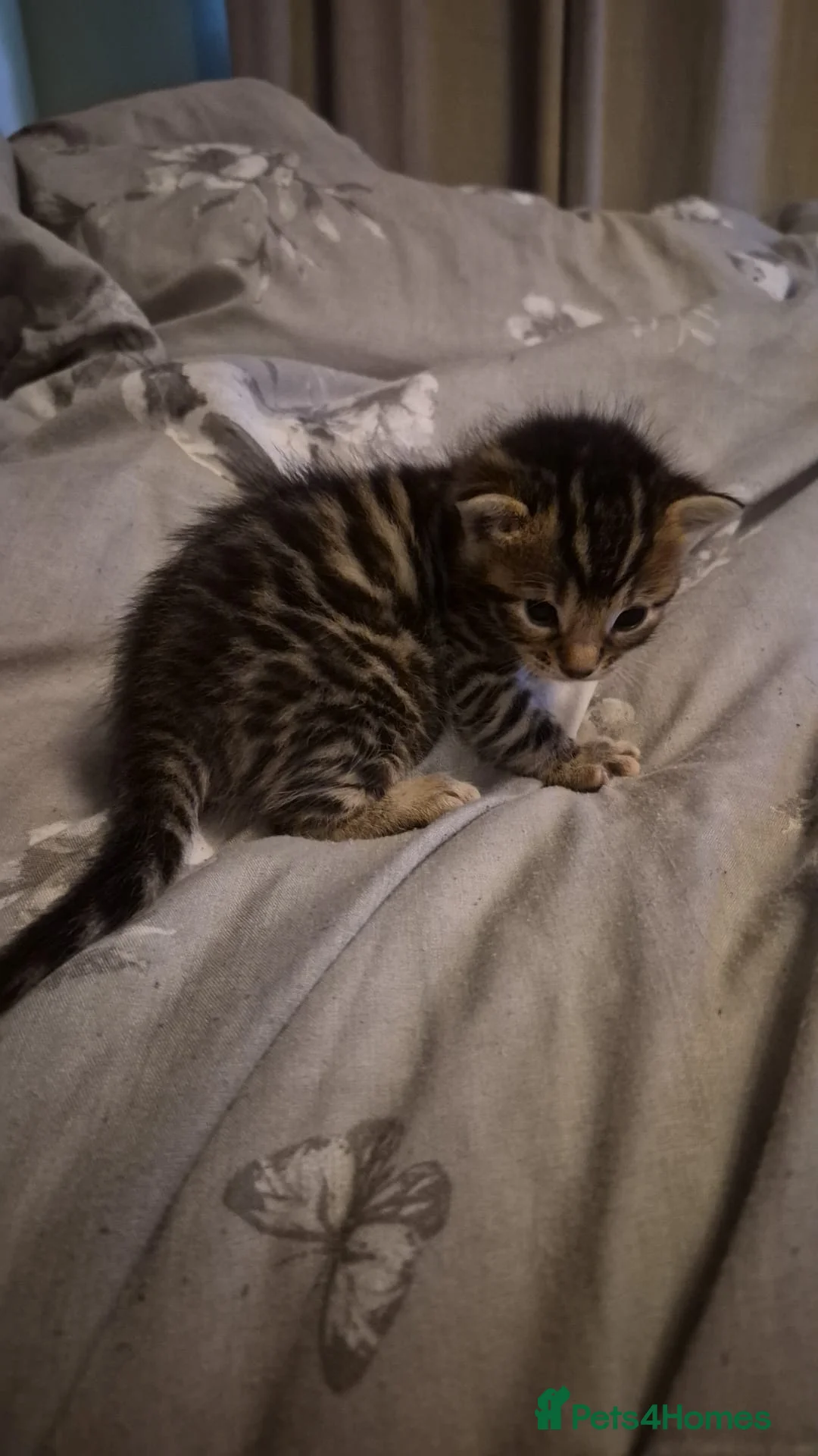 Bengal cats for sale: 1 male boy ready to leave  - Advert 2