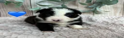 Border Collie dogs for sale: Gorgeous Seal & Black&White Border Collie Puppies  - Advert 10