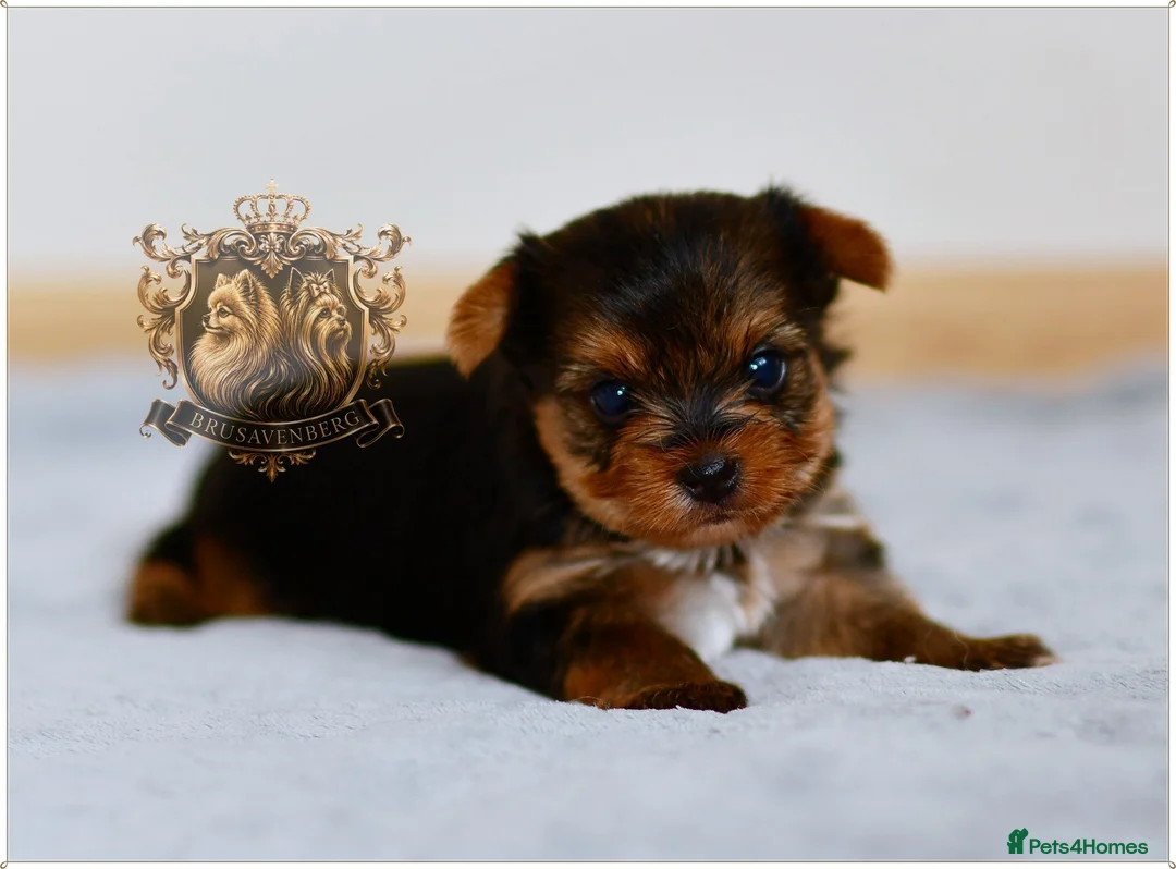 Yorkshire Terrier dogs for sale: BLUEBERRY MERLE AND BLACK & TAN BOYS DNA TESTED - Advert 13