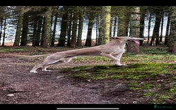 Lurcher dogs for stud: Bedlington x greyhound stud proven  - Advert 3