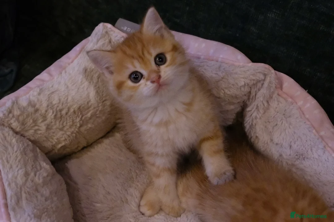 British Shorthair cats for sale: Stunning BSH Golden Boy TICA reg pedigree  - Advert 1