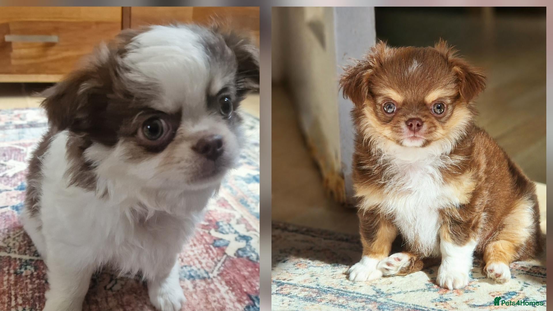 Chihuahua dogs 💪❤️VET CHECKED❤️💪 KC CHI pups 1 BOY & 1 GIRL - Advert 16