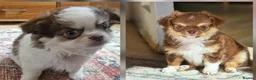Chihuahua dogs for sale: 💪❤️VET CHECKED❤️💪READY 16th Sep💪❤️ KC CHI pups  - Advert 4