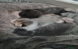 British Shorthair cats for sale: British shorthair kittens - Image 2