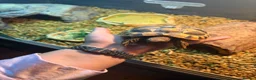 Hermann Tortoise reptiles for sale: Herman tortoise with enclosure set  - Advert 5