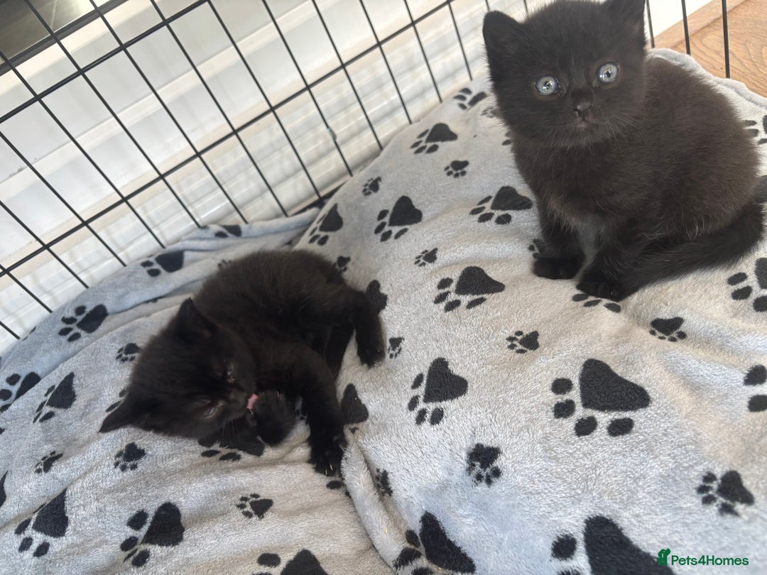 British Shorthair cats for sale: British blue shorthair  - Image 7