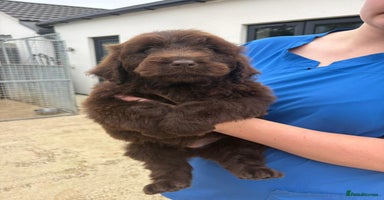 Newfypoo dogs - Advert 4