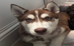 Siberian Husky dogs for sale: The beautifully husky puppy 🐶 - Image 1