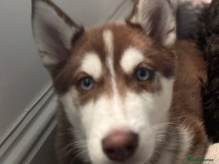 Siberian Husky dogs - Advert 1