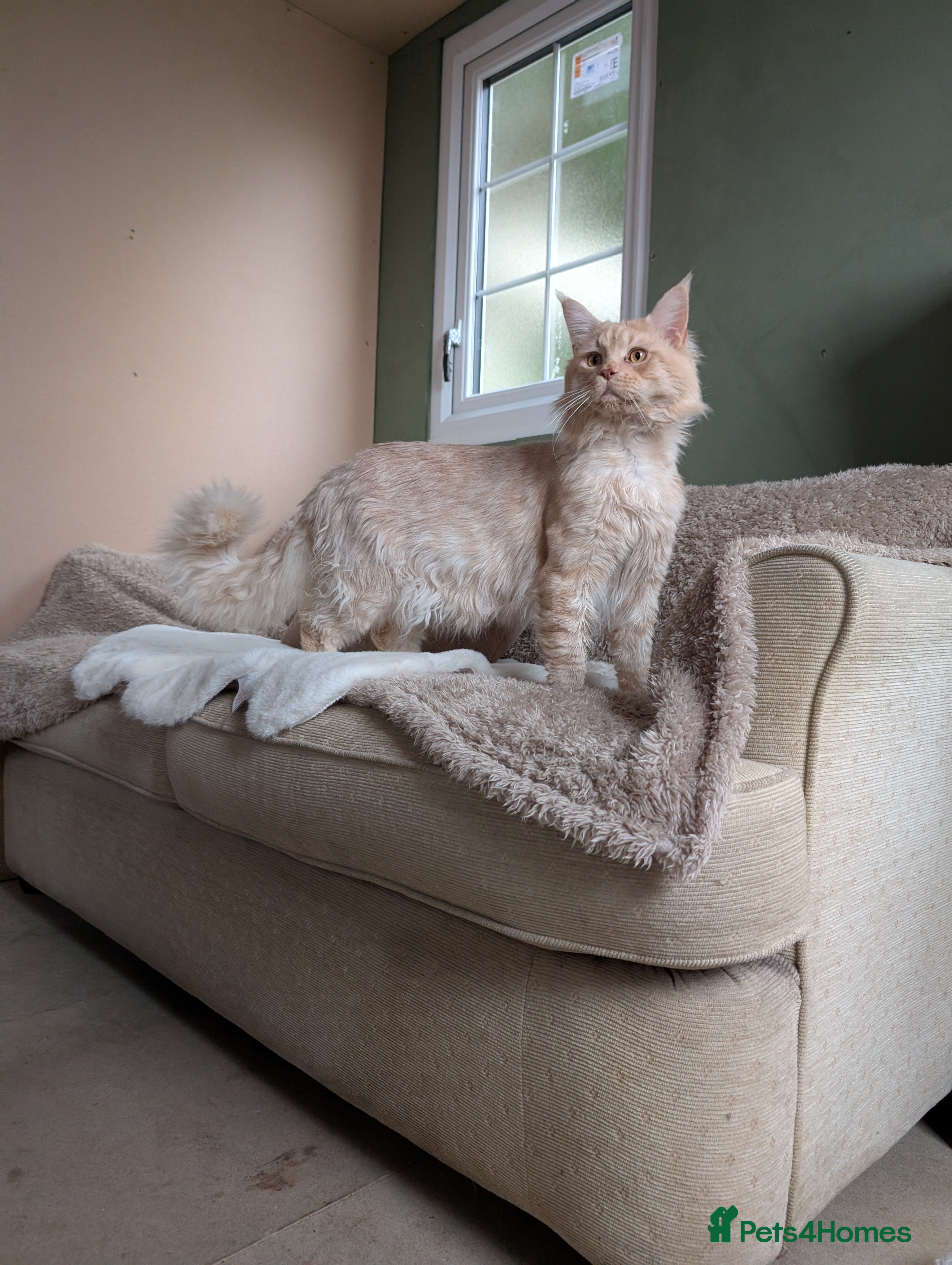 Maine Coon cats Dual registered Champion winner Maine coon stud in Manningtree - Advert 17