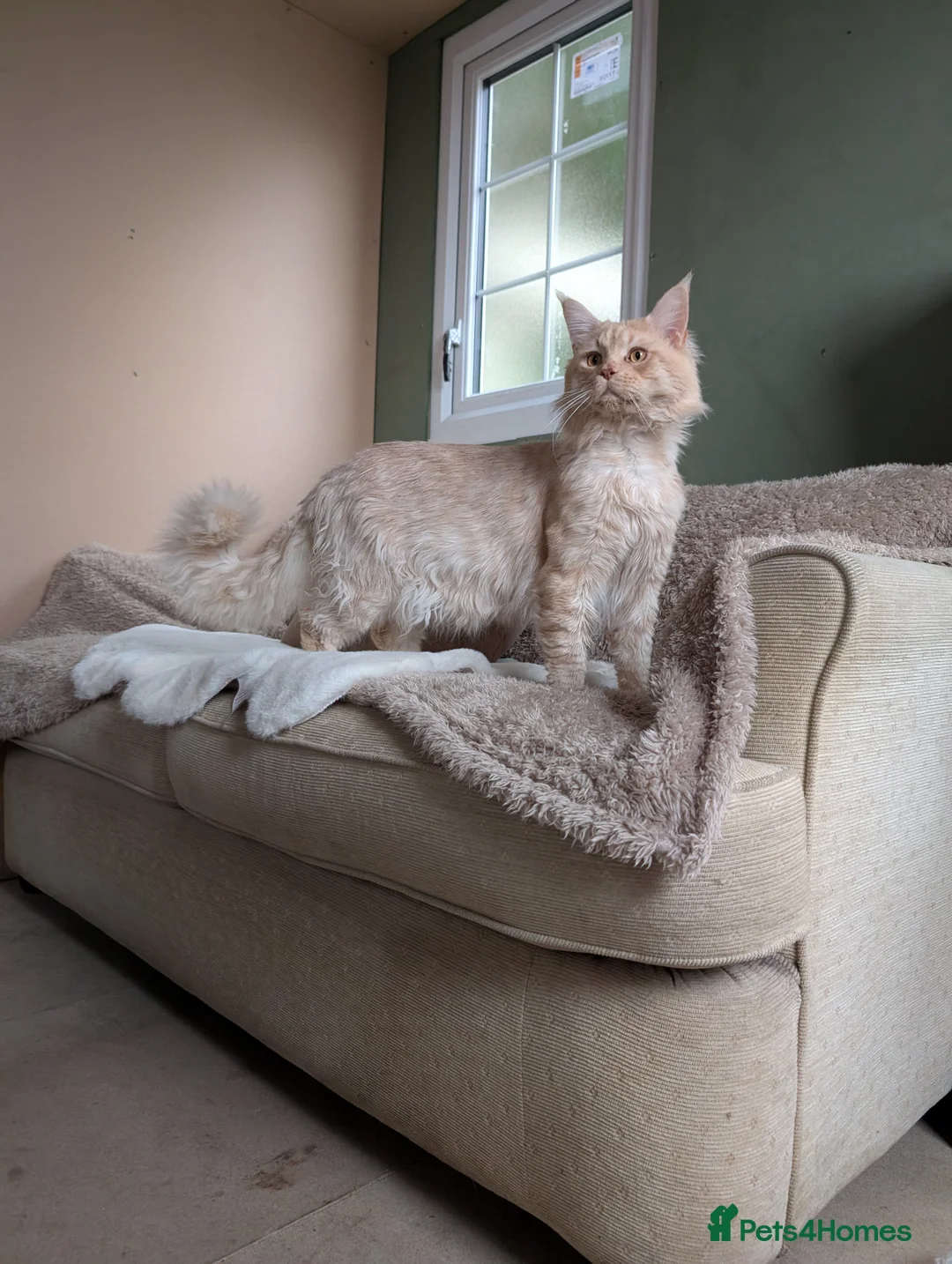 Maine Coon cats for stud: Dual registered Champion winner Maine coon stud in Manningtree - Advert 1