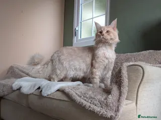 Maine Coon cats Dual registered Champion winner Maine coon stud in Manningtree - Advert 12