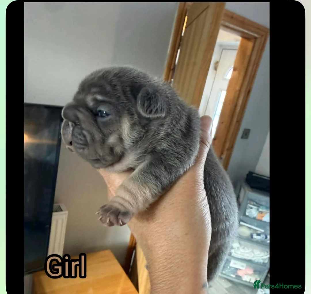 French Bulldog dogs for sale: Beautiful French bulldogs  in Rotherham - Advert 5