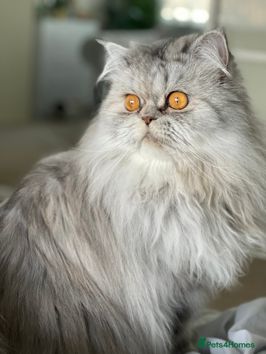 Persian cats for sale: Persian cat - Advert 6