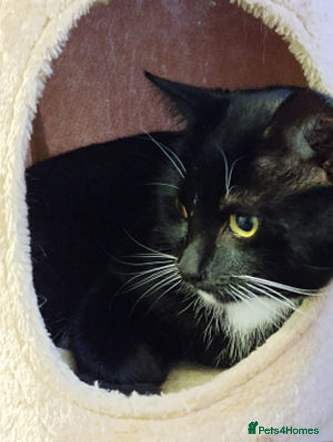 Mixed Breed cats for adoption: BASIL - Advert 2