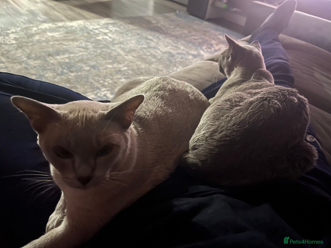 Burmese cats for sale: Burmese kittens  - Image 6