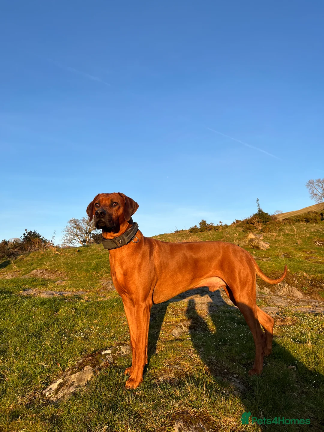 Rhodesian Ridgeback dogs for stud: Health Tested & KC registered Stud - Advert 4
