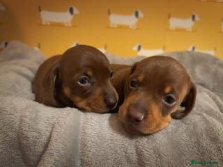 Miniature Dachshund dogs 🐾 Miniature Dachshund Puppies for Sale! 🐾 - Advert 9