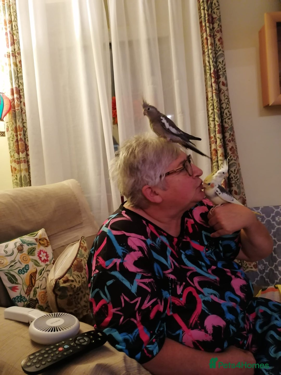 Cockatiels birds for sale: Cockateil female - Advert 5