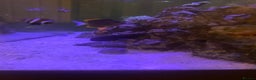 Other/Mixed Breed fish for sale: Marine fish  - Advert 3