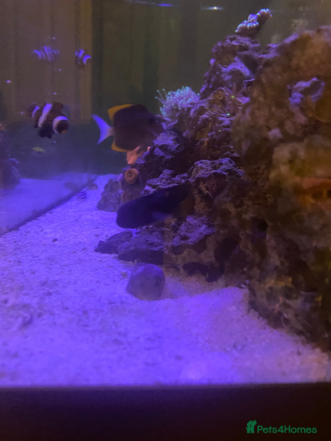 Other/Mixed Breed fish for sale: Marine fish  - Advert 3