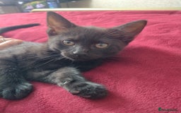 Mixed Breed cats for sale: 12 weeks old boy looking for a new home  - Image 3