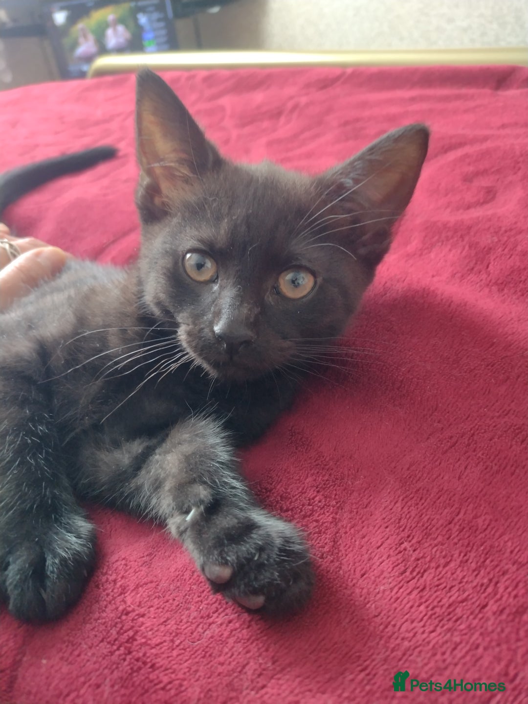 Mixed Breed cats for sale: 12 weeks old boy looking for a new home  - Image 3