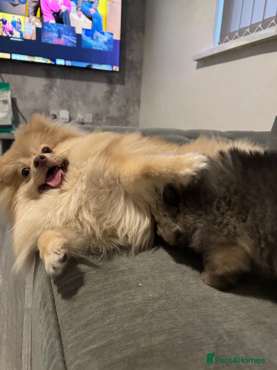 Pomeranian dogs for sale: Male Pomeranian - Image 3