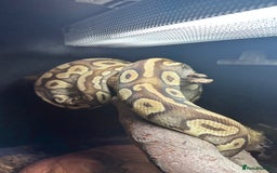 Python Snake reptiles for sale: Royal Python for sale - Image 2