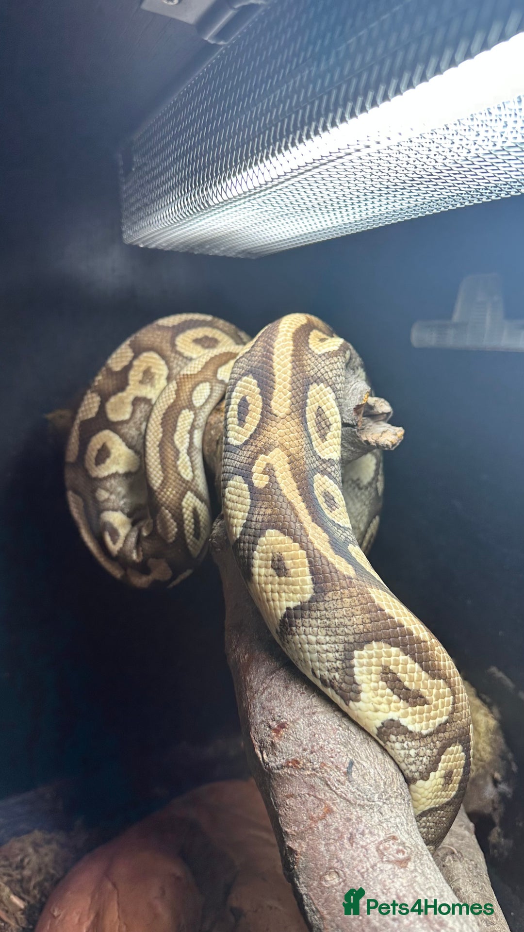 Python Snake reptiles for sale: Royal Python for sale - Image 2