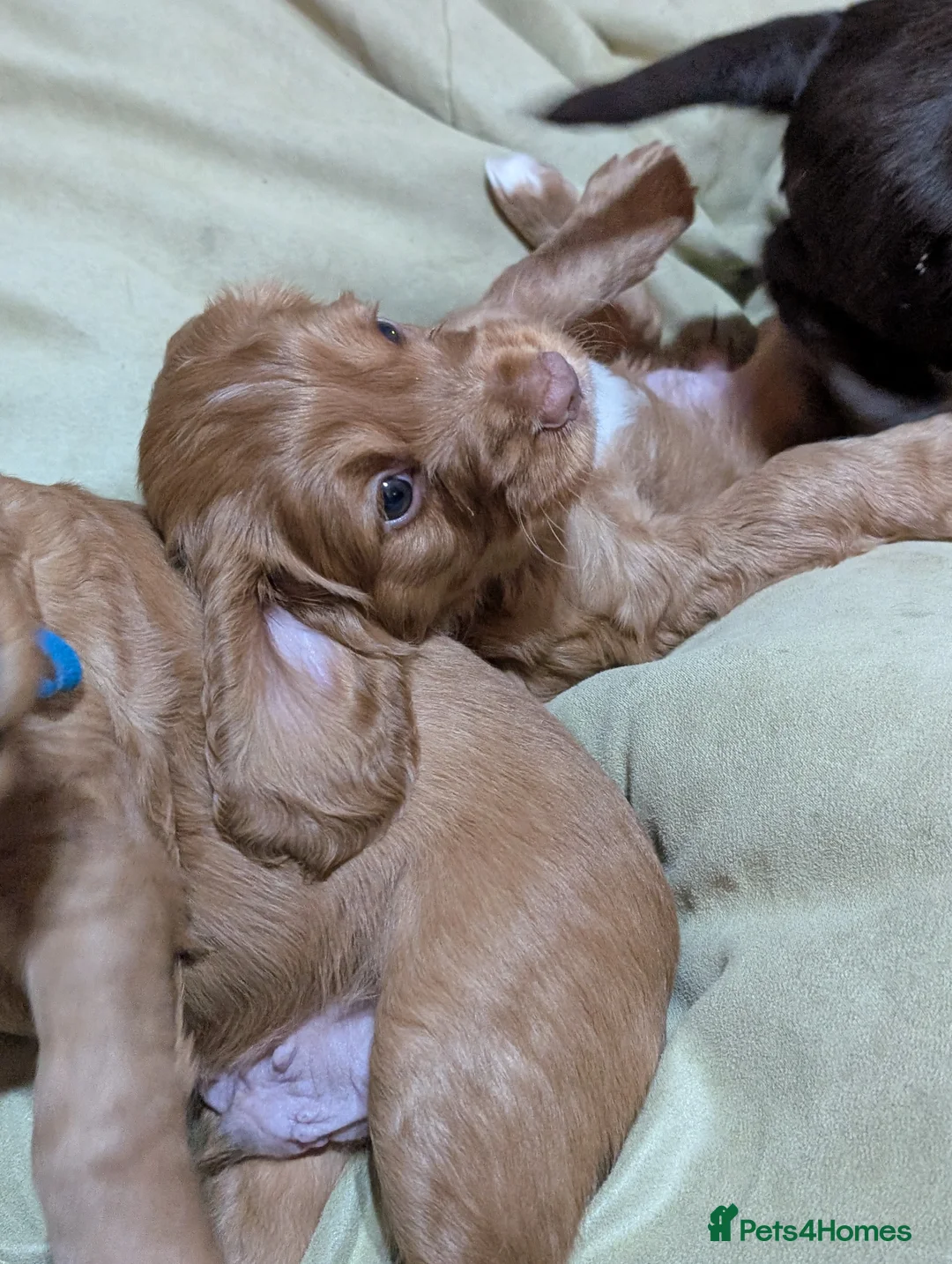 Cocker Spaniel dogs for sale: Adorable healthy Cocker Spaniel puppies - Advert 16