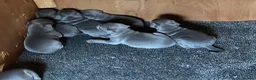 Staffordshire Bull Terrier dogs for sale: 🐾SPECTACULAR BLUE STAFFORDSHIRE BULL TERRIERS 🐾 - Advert 2