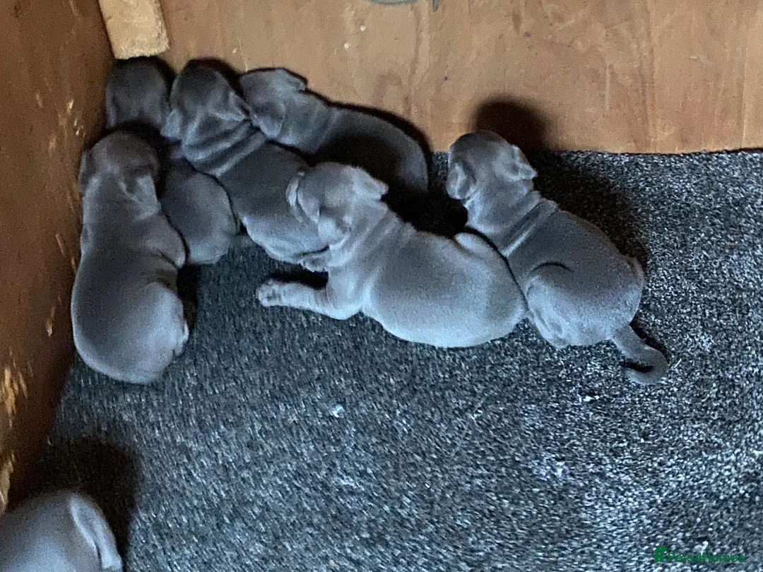 Staffordshire Bull Terrier dogs for sale: 🐾SPECTACULAR BLUE STAFFORDSHIRE BULL TERRIERS 🐾 - Advert 2