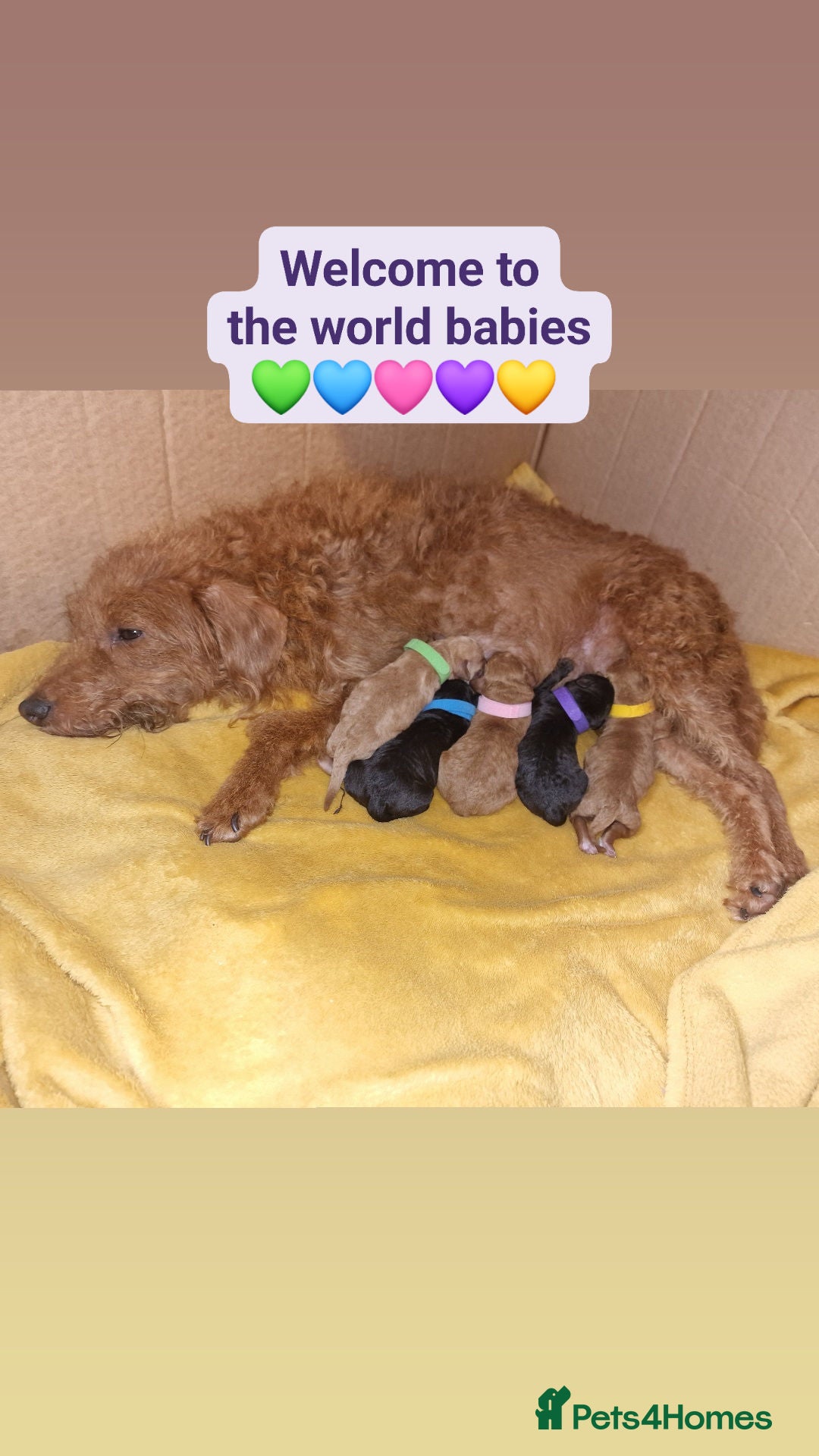 Jackapoo dogs Beautiful F1B jackapoo puppys  - Advert 1